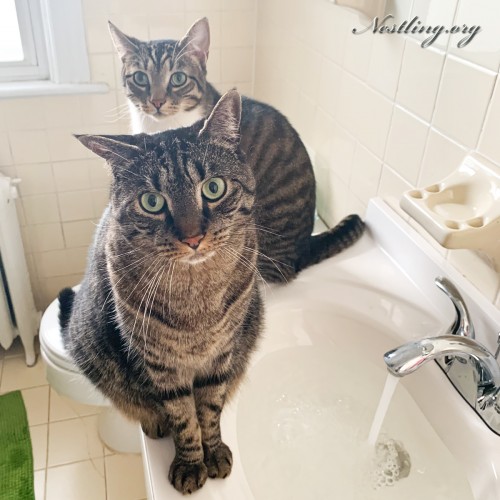 Umzug-mit-Katzen